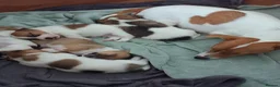 Jack Russell dogs for sale: Jack Russell puppies in Prestatyn - Advert 4