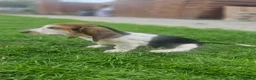 Basset Hound dogs for sale: Beautiful Basset Hounds Ready now - Advert 21