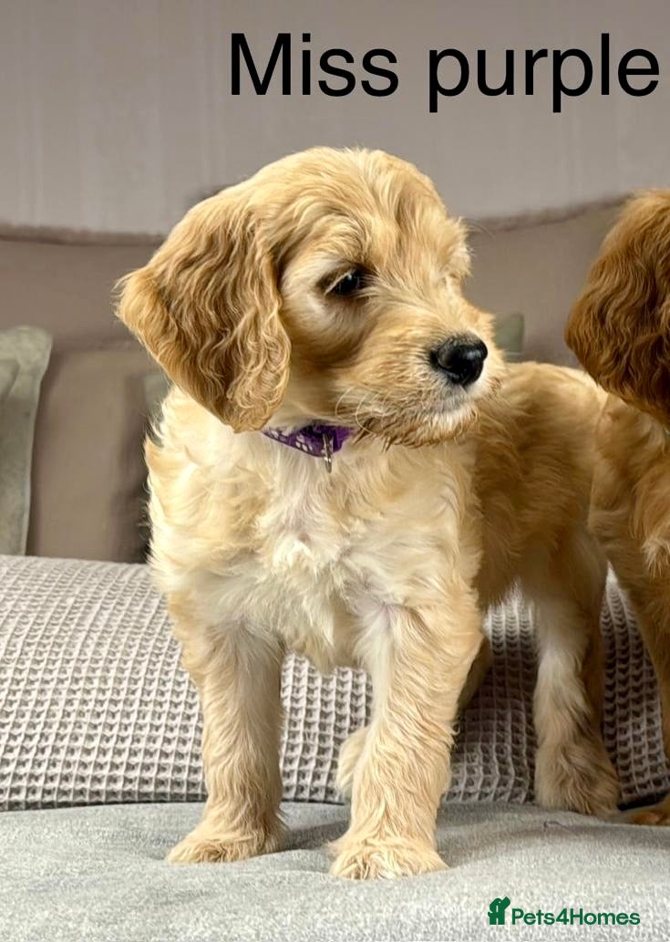 Goldendoodle dogs Healthy Gorgeous sweet natured puppies  - Advert 4