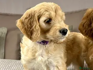 Goldendoodle dogs Healthy Gorgeous sweet natured puppies - Advert 4