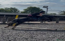Irish Cob horses for sale: 13.1/13.2 Low Level All Rounder Cob Gelding  - Image 5