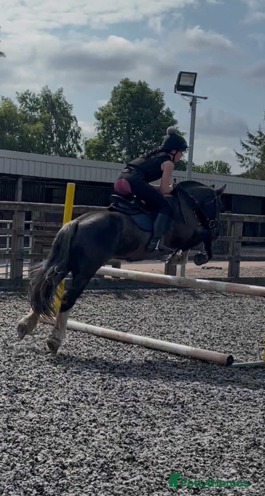 Irish Cob horses for sale: 13.1/13.2 Low Level All Rounder Cob Gelding  - Image 5