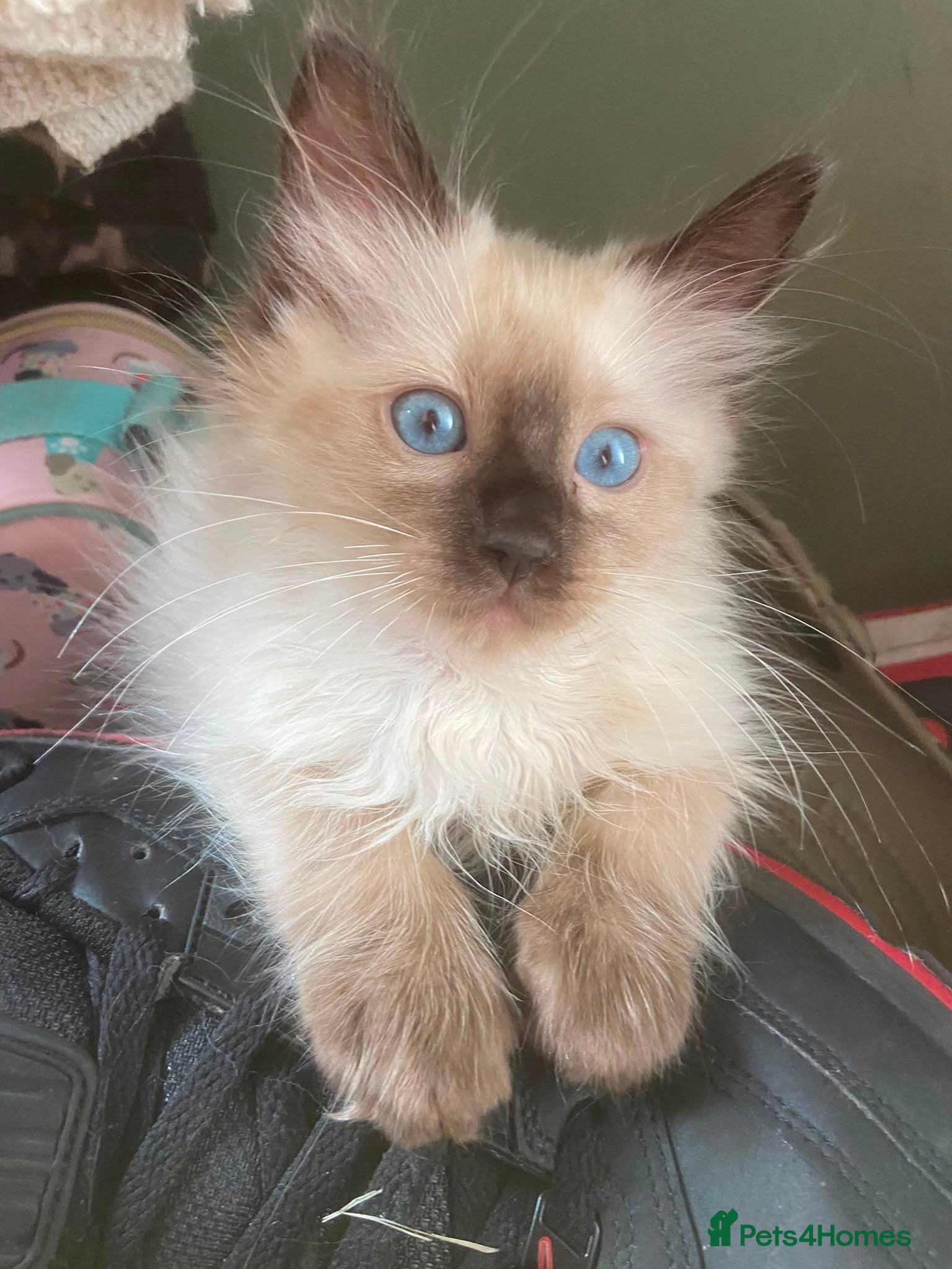 Ragdoll cats Tica Registered Mink Ragdolls - Advert 2