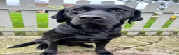 Labrador Retriever dogs for sale: KC REGISTERED LABRADOR PUPPIES - Advert 3