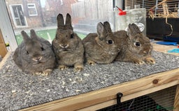 Netherland Dwarf rabbits for sale: 6 baby netherland dwarfs  - Image 4