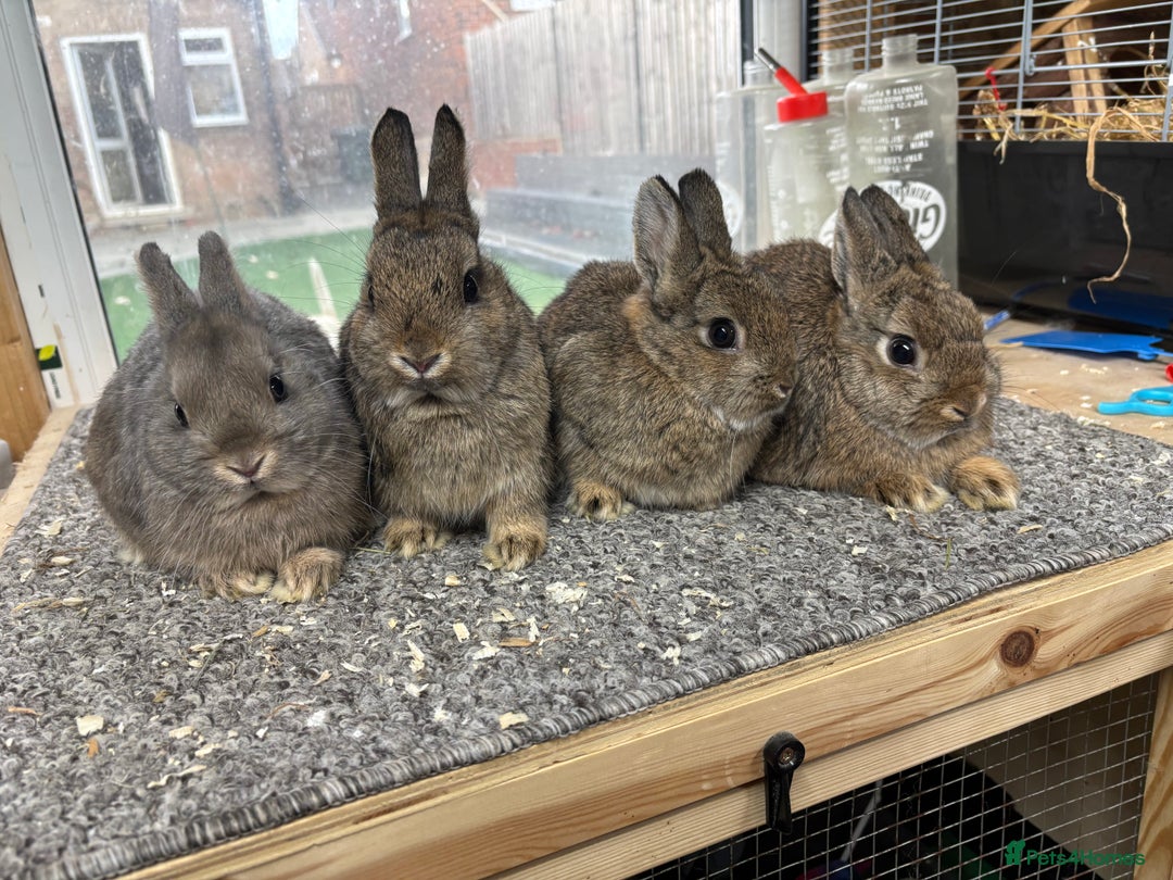 Netherland Dwarf rabbits for sale: 6 baby netherland dwarfs  - Image 4