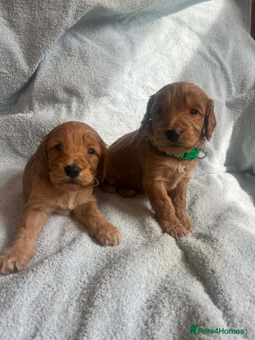 Cockapoo dogs for sale: Beautiful cockerpoo puppies for sale  in Dartford - Advert 2
