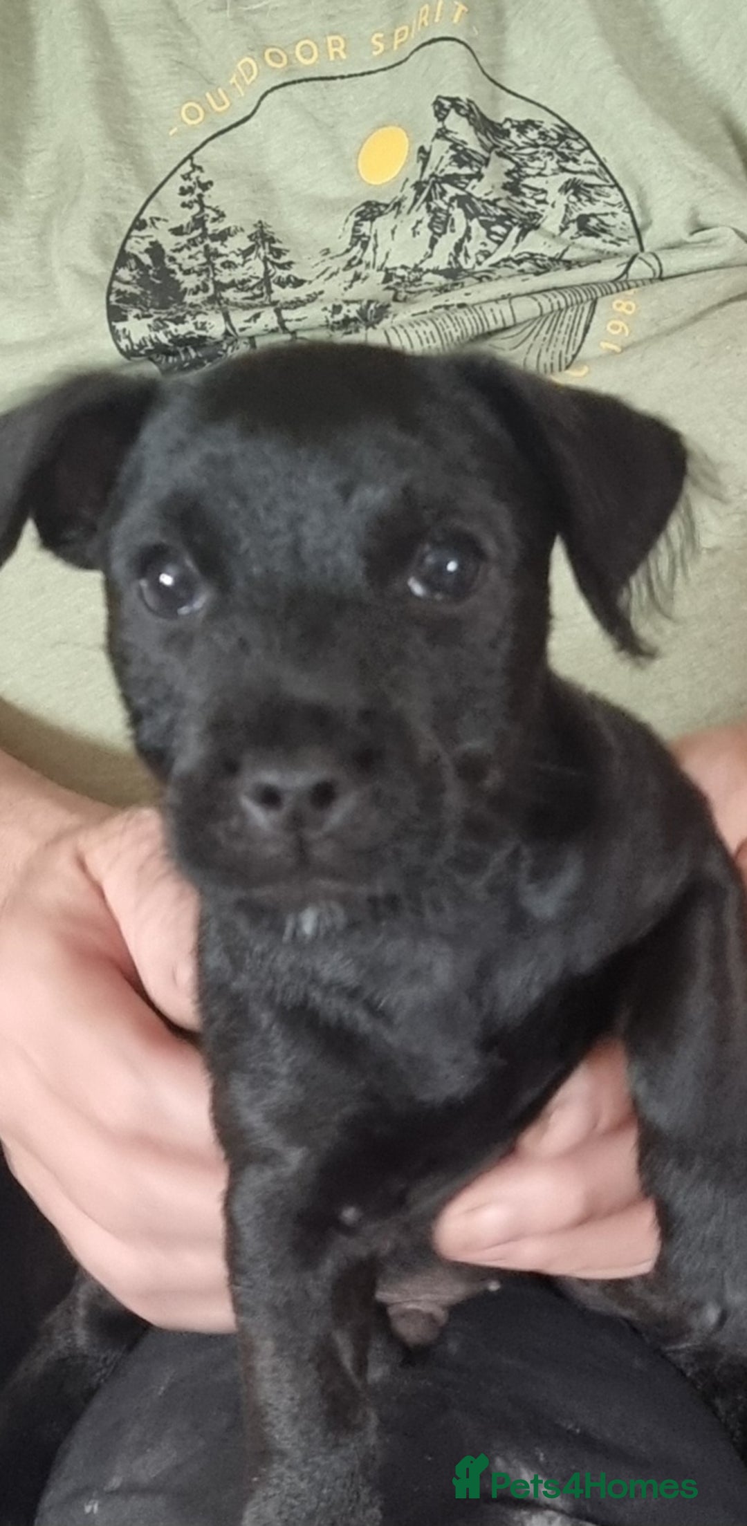 Patterdale Terrier dogs for sale: Patterdale puppy  - Image 10