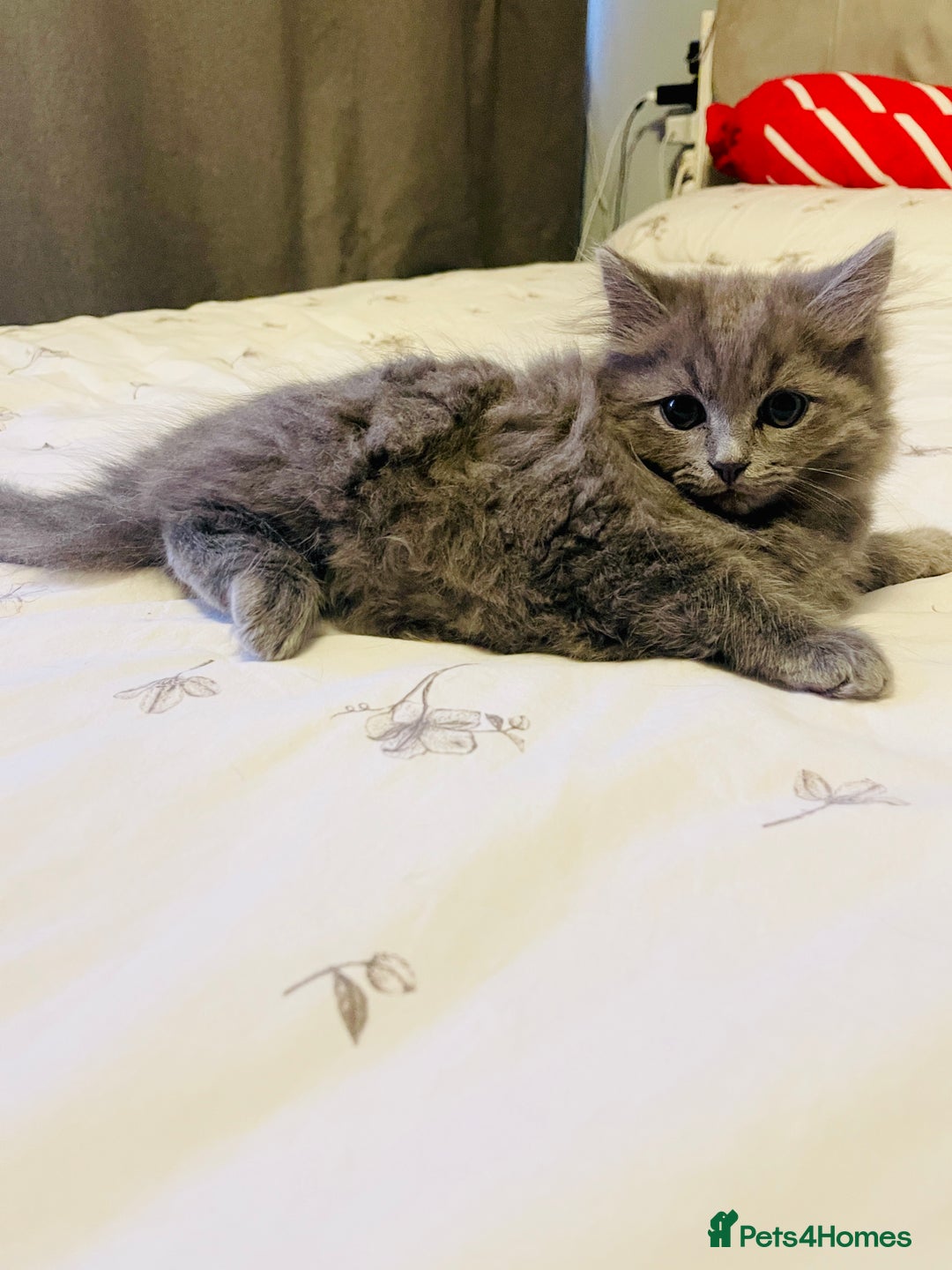 British Shorthair cats for sale: 🌟Gorgeous Male British Shorthair Kitten 🌟 - Advert 1