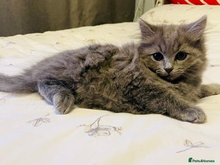 British Shorthair cats 🌟Gorgeous Male British Shorthair Kitten 🌟 - Advert 4