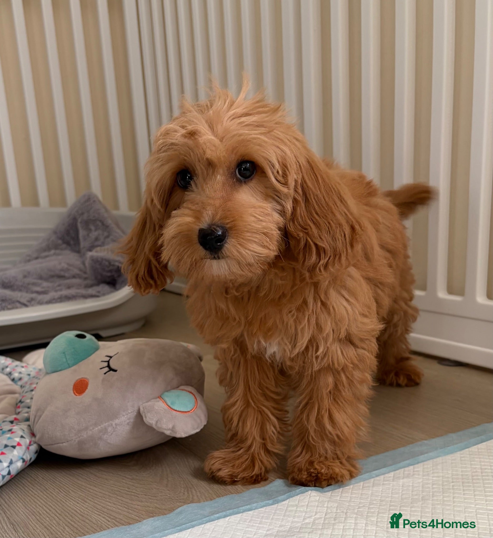 Cockapoo dogs Health tested cockapoo puppies  - Advert 1