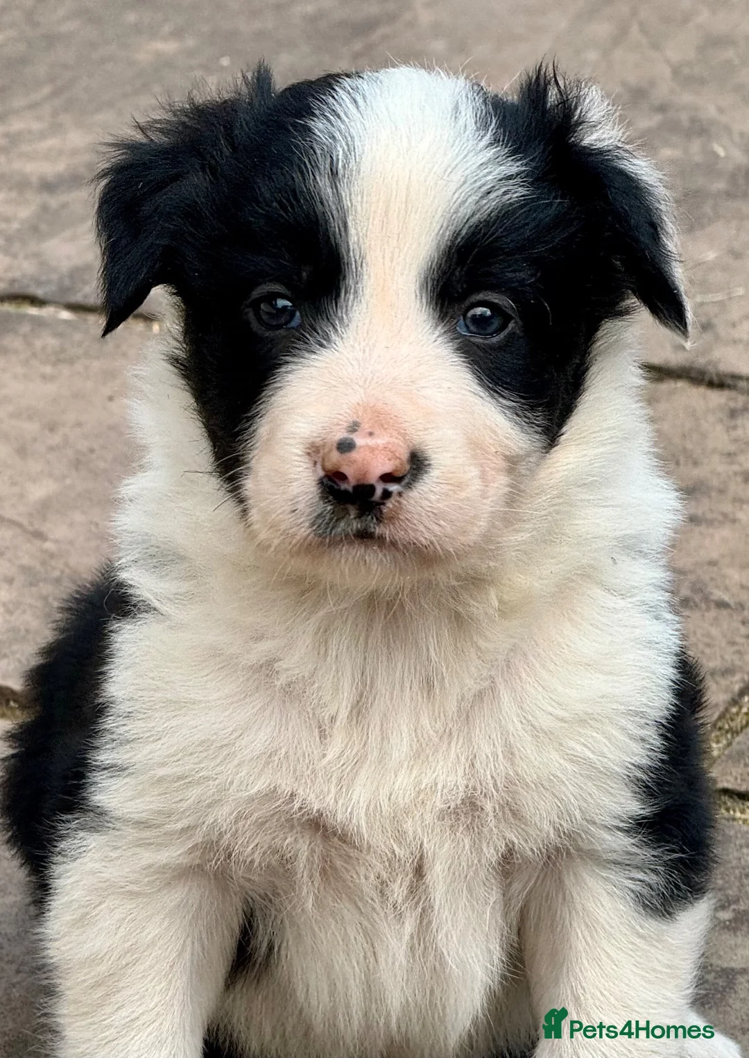 Border Collie dogs for sale: Gorgeous Collie Pups Mum ISDS Registered - Advert 14