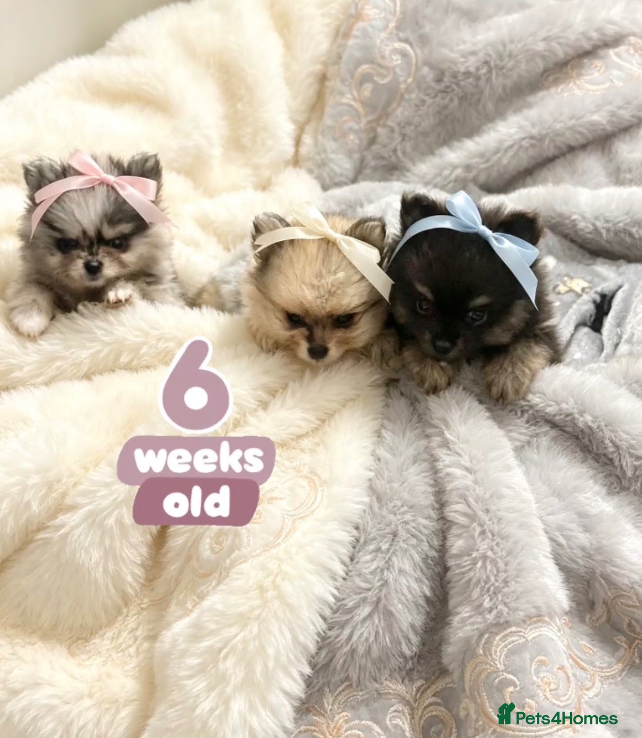 Pomeranian dogs ✨Four Mini Little Gems 💎🐾🐶✨💜🧡🩶🤎 - Advert 2