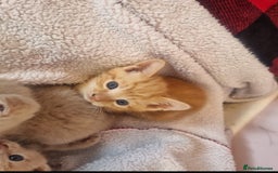 Mixed Breed cats for sale: Beautiful kittens - Image 1