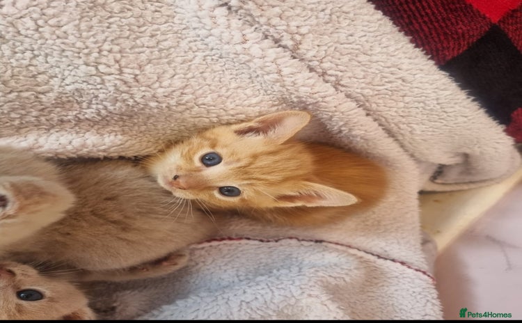 Mixed Breed cats - Advert 1