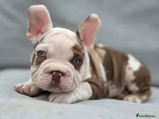French Bulldog dogs Only 3 left French Bulldog - Advert 1