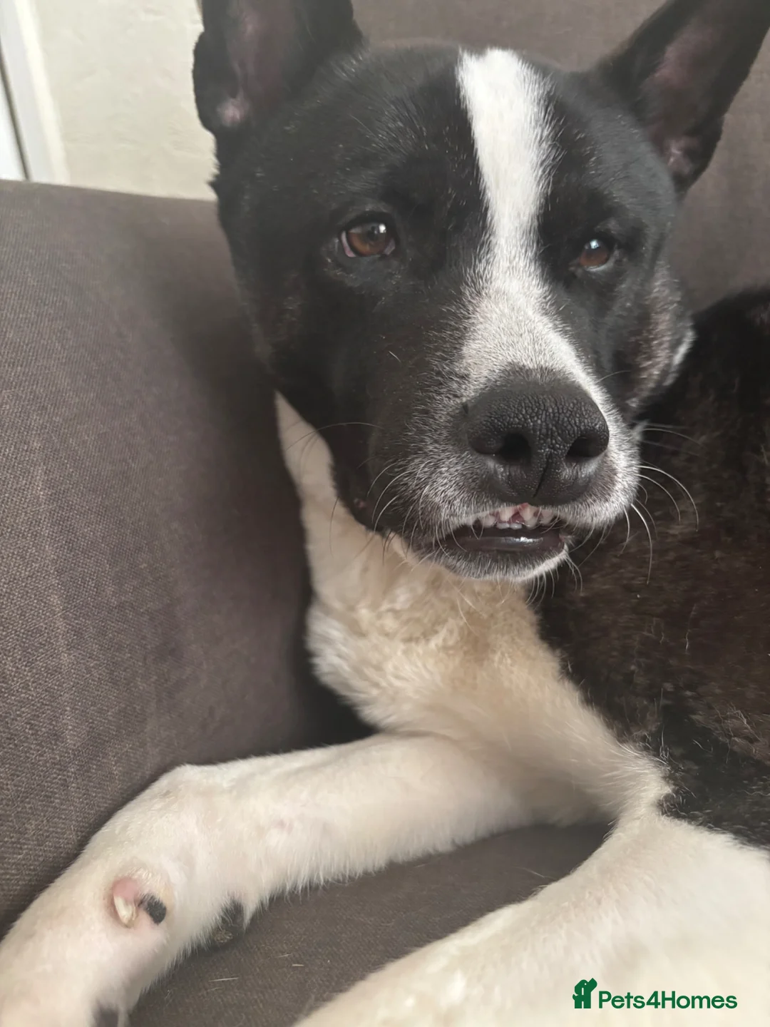 Mixed Breed dogs for sale: Bullkita puppies - Advert 1