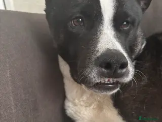 Mixed Breed dogs Bullkita puppies - Advert 6