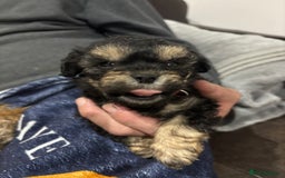 Poochon dogs for sale: Poochon puppies for sale - Image 10