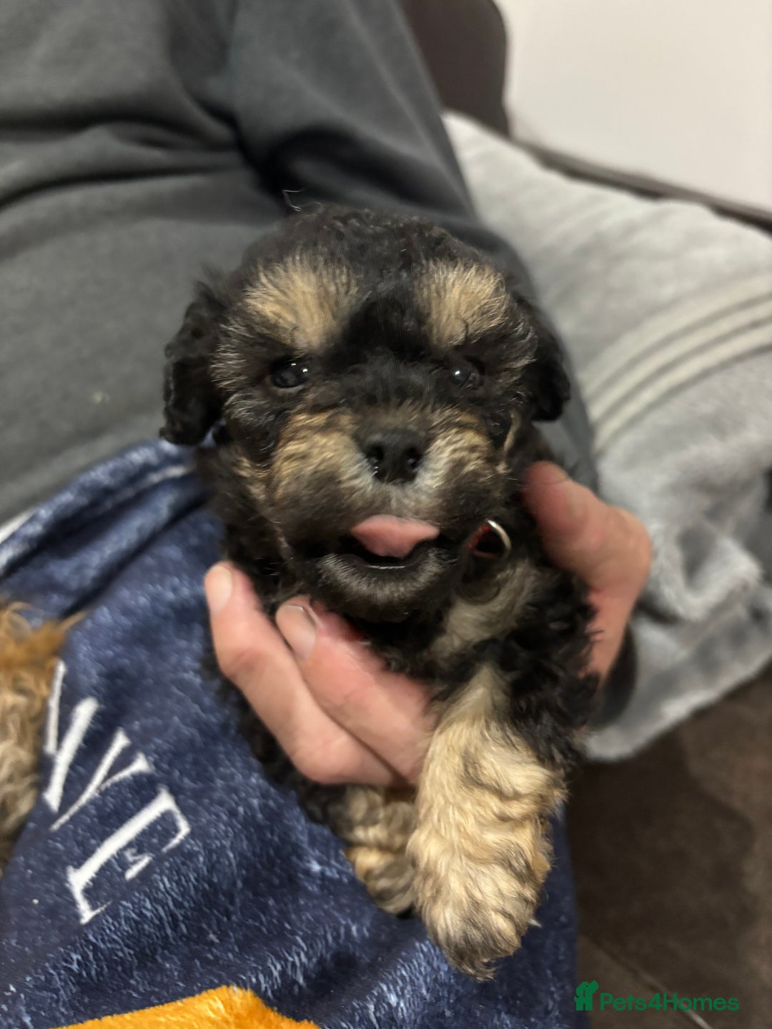 Poochon dogs for sale: Poochon puppies for sale - Image 10