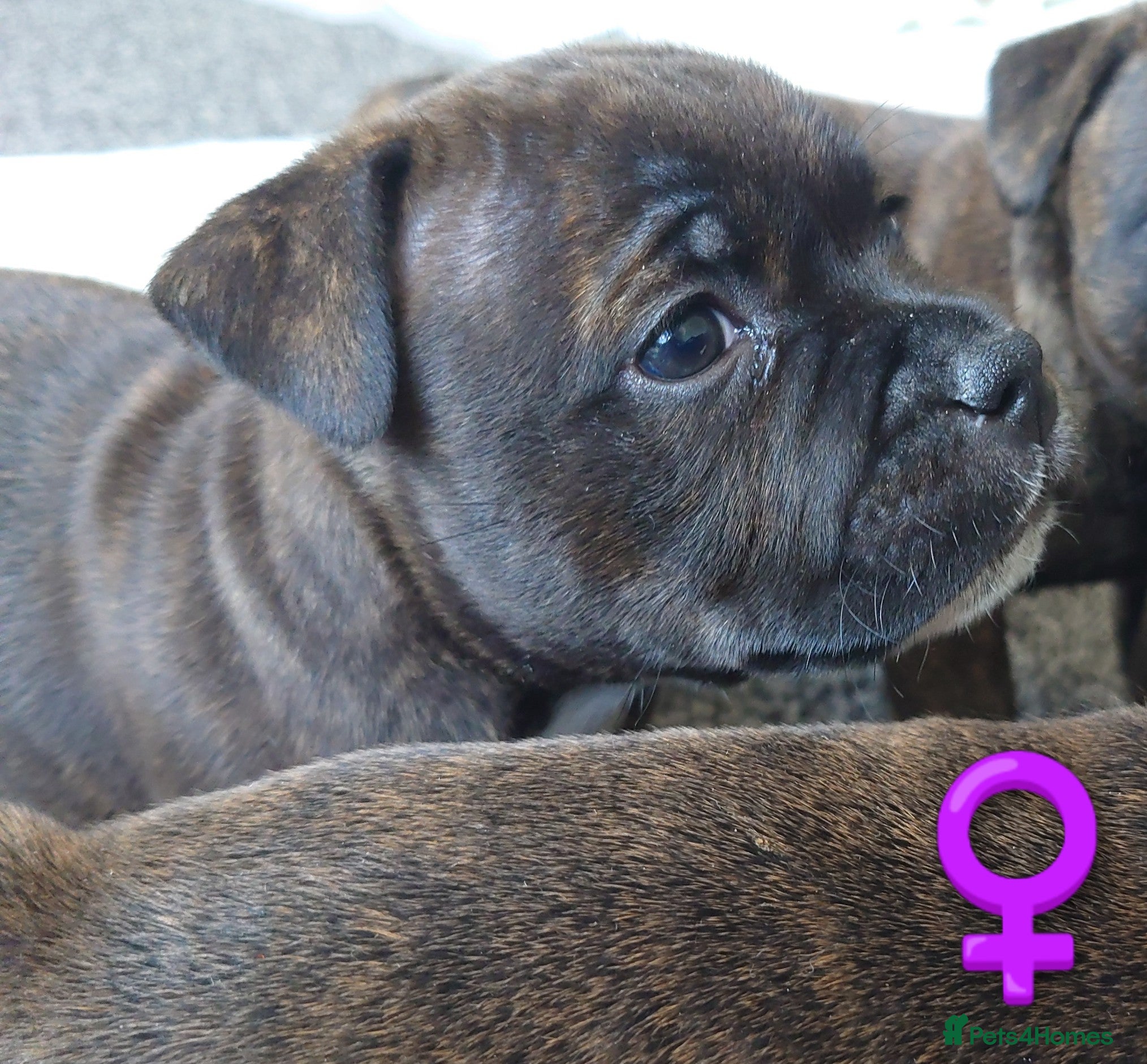 Staffordshire Bull Terrier dogs 6x full breed KC Staffordshire bull terrier pups - Advert 6