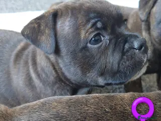 Staffordshire Bull Terrier dogs 6x full breed KC Staffordshire bull terrier pups - Advert 6