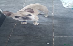 French Bulldog dogs for sale: Male French bulldog  - Image 5