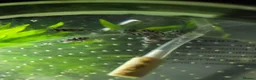 Plecos fish for sale: Zebra Pleco Hypancistrus L046 2cm UK Tank Bred - Advert 3