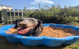 Dachshund dogs for sale: Blue and Tan Dachshund Boy Otis - Image 1