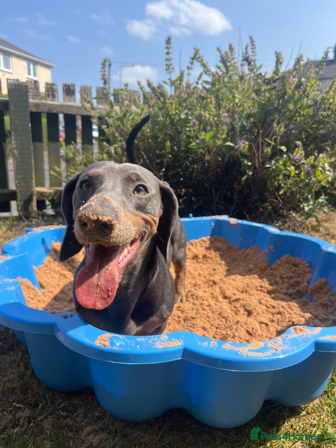 Dachshund dogs for sale: Blue and Tan Dachshund Boy Otis - Image 1