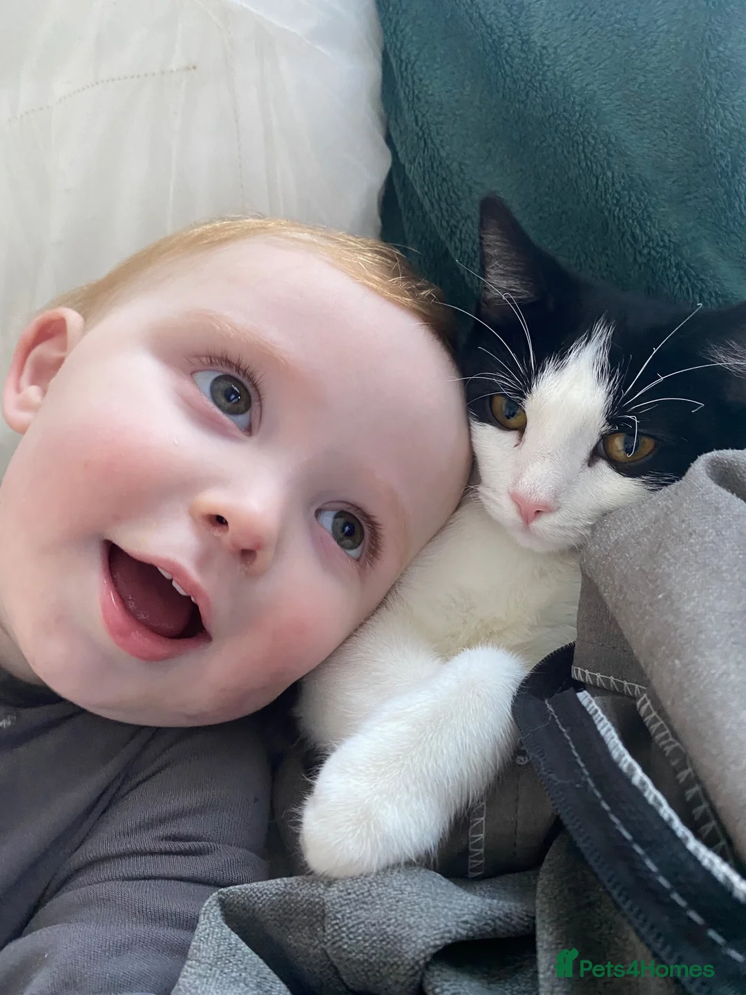 Domestic Shorthair cats for sale: 2 beautiful cats - Advert 2
