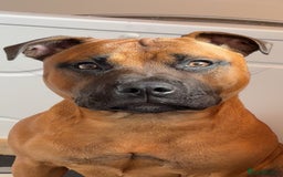 Staffordshire Bull Terrier dogs for stud: Rolo for studding  - Image 2