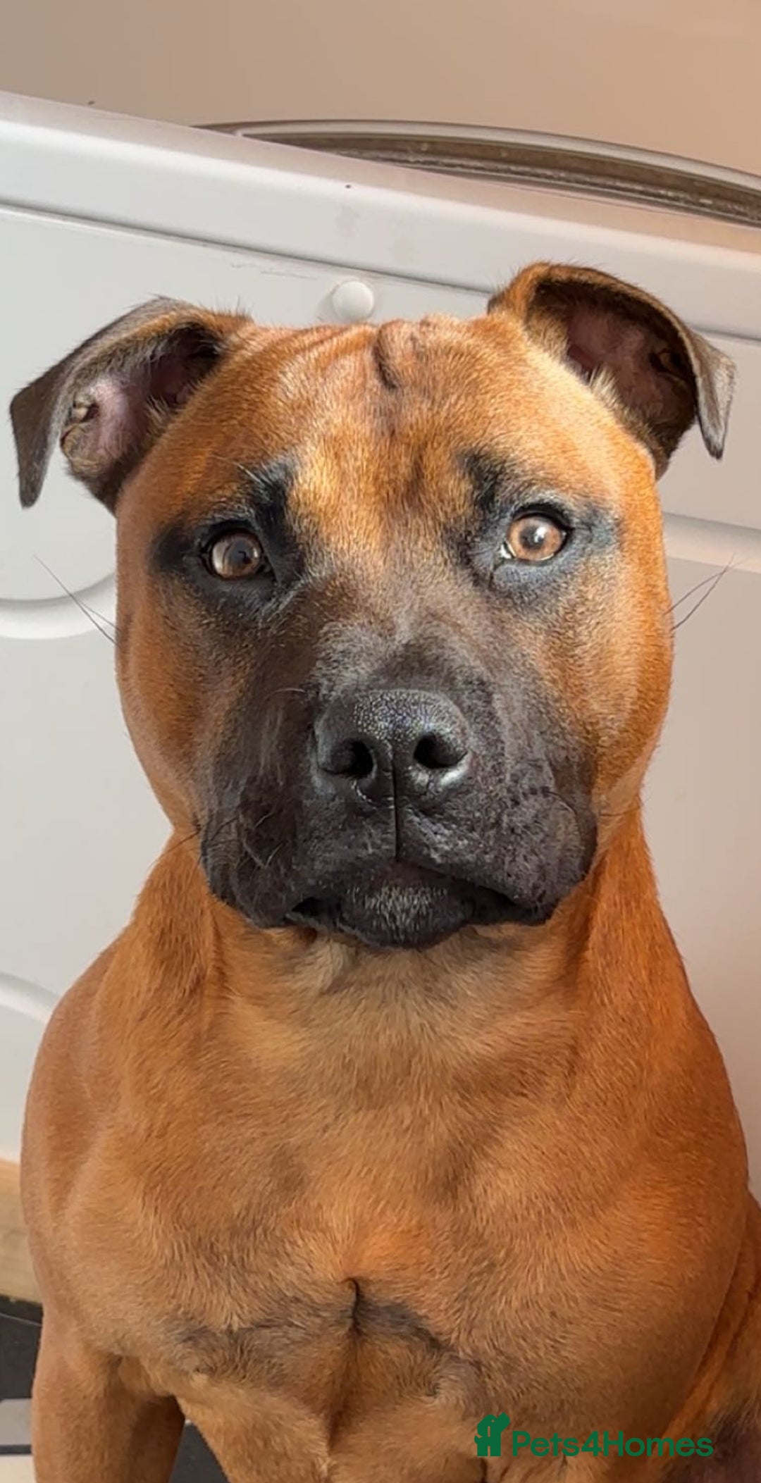 Staffordshire Bull Terrier dogs for stud: Rolo for studding  - Image 2