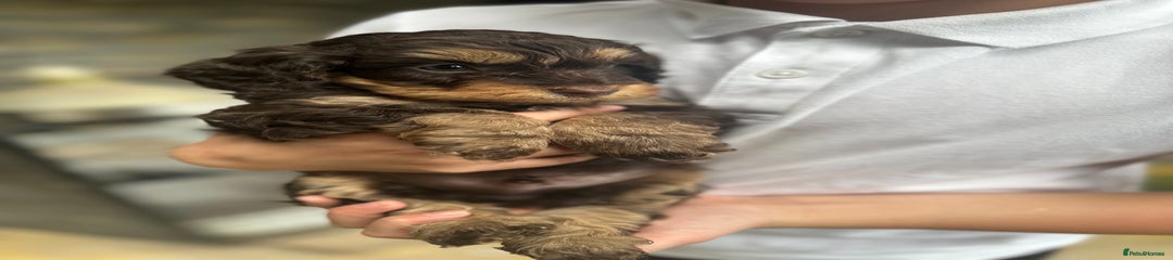 Cockapoo Puppy 1