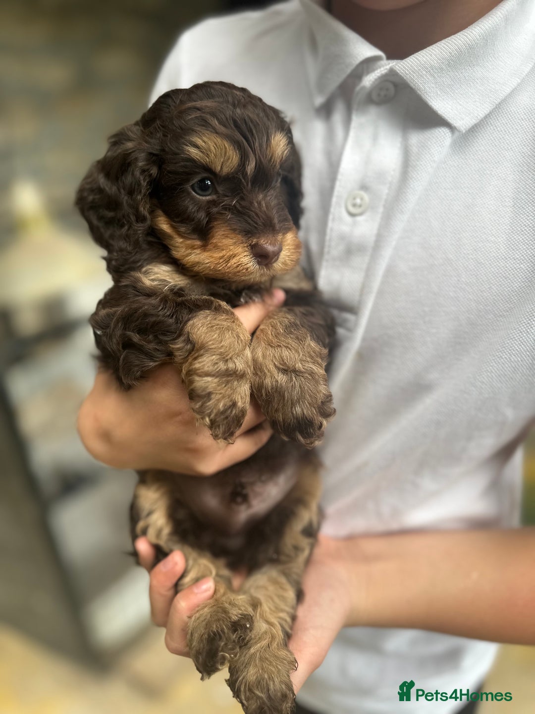 Cockapoo dogs for sale: Beautiful Merle F1 Cockerpoo Pups - Image 3