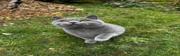 British Shorthair cats for sale: British Shorthair Kittens🐈‍⬛  - Advert 8