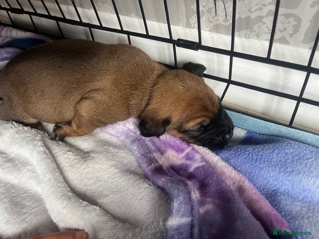 Mixed Breed dogs for sale: Beautiful dachshund/jug x terrier - Image 25