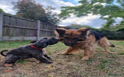 Miniature Schnauzer dogs for sale: Shadow - Image 6