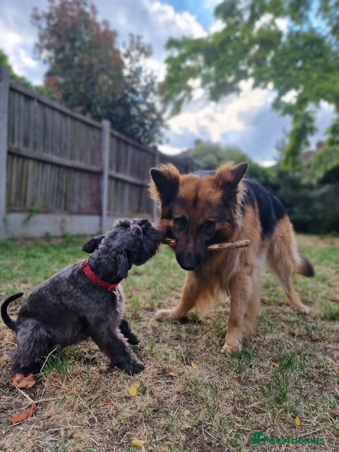 Miniature Schnauzer dogs for sale: Shadow - Image 6