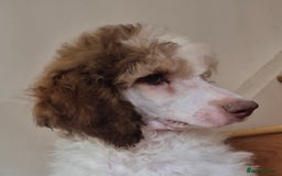 Standard Poodle dogs for sale: KC reg Brown Parti & phantom Standard Poodle pups - Image 21