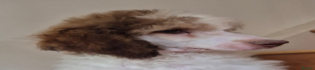 Standard Poodle Puppy 5