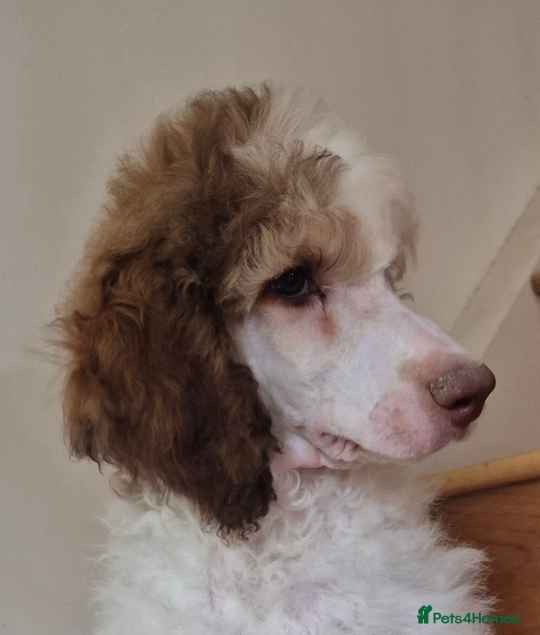 Standard Poodle dogs for sale: KC reg Brown Parti & phantom Standard Poodle pups - Image 21