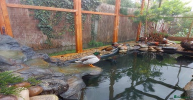 Waterfowl poultry - Advert 3