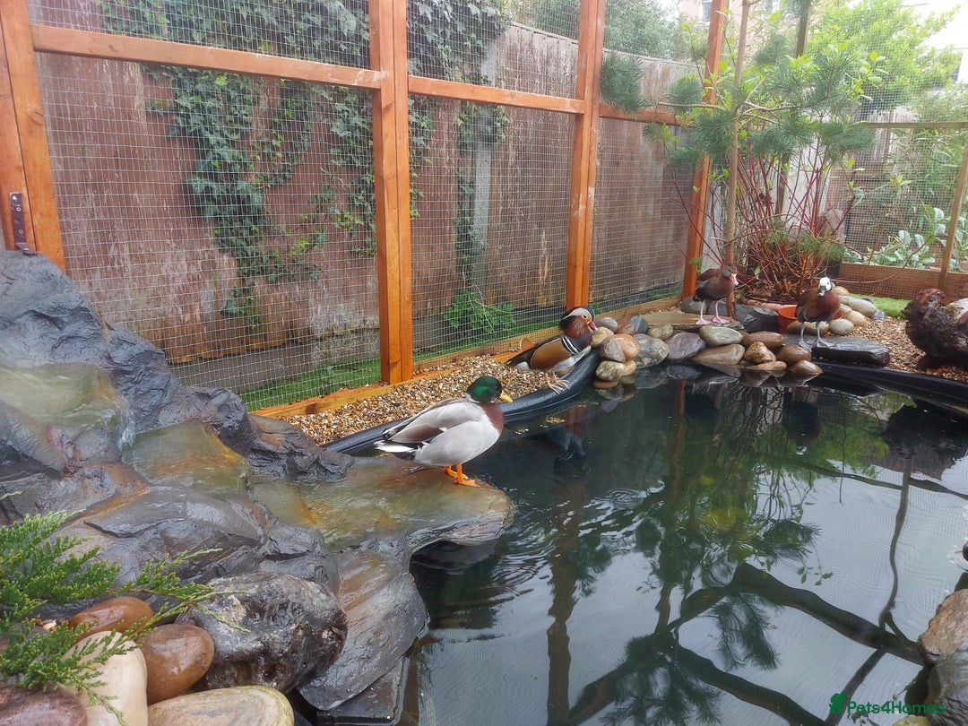 Waterfowl poultry for sale: Waterfowl - Mandarin Duck and Whistling Ducks - Image 3