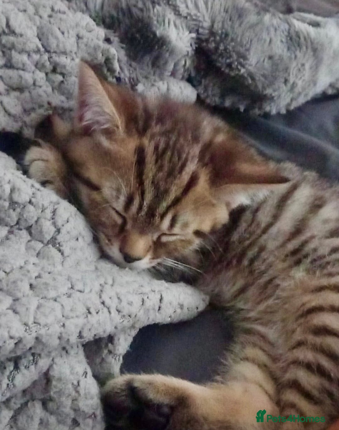 British Shorthair cats for sale: Luna’s Litter 🩶 - Image 22