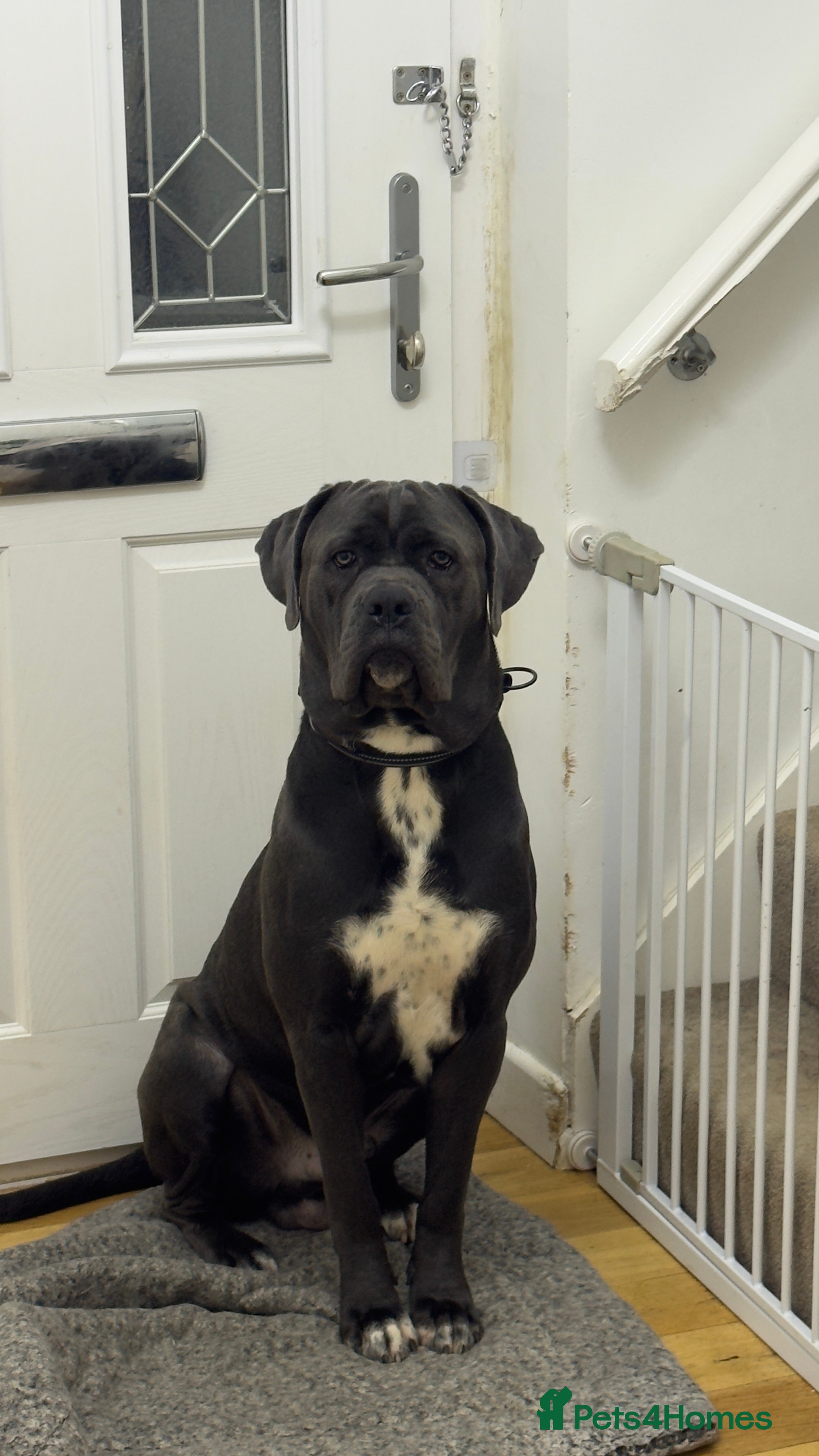 Cane Corso dogs Cane corso (kylo) - Advert 2