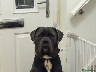 Cane Corso dogs Cane corso (kylo) - Advert 2
