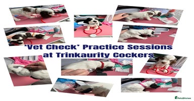 Cocker Spaniel dogs - Advert 6