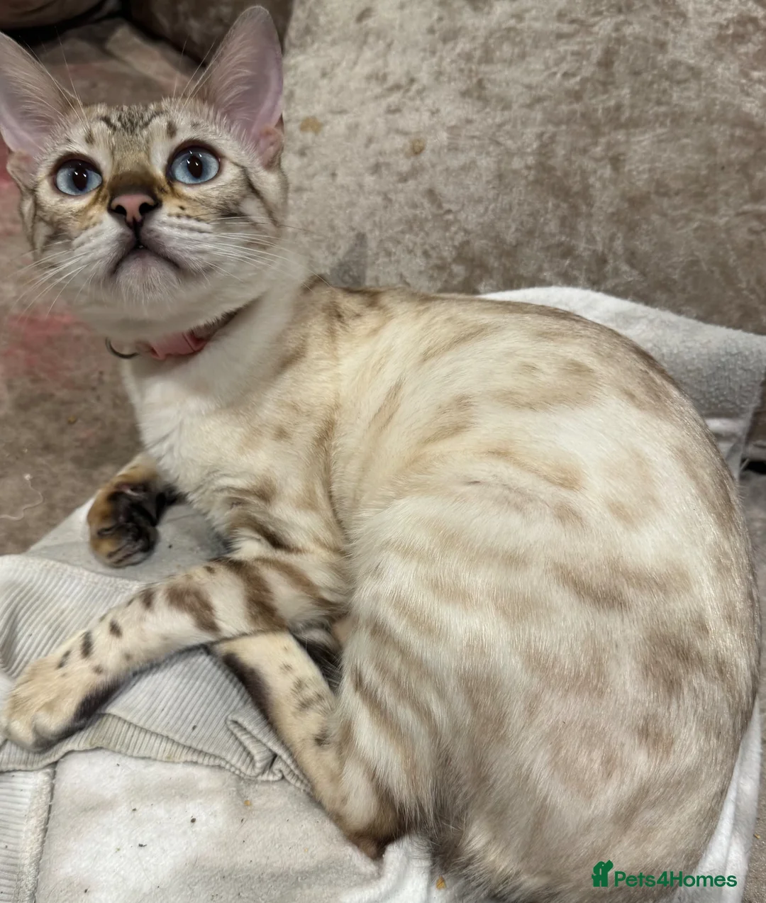 Bengal cats for sale: 🐾 💫 Our Beautiful Snow Bengal Luna 💫🐾 - Advert 2