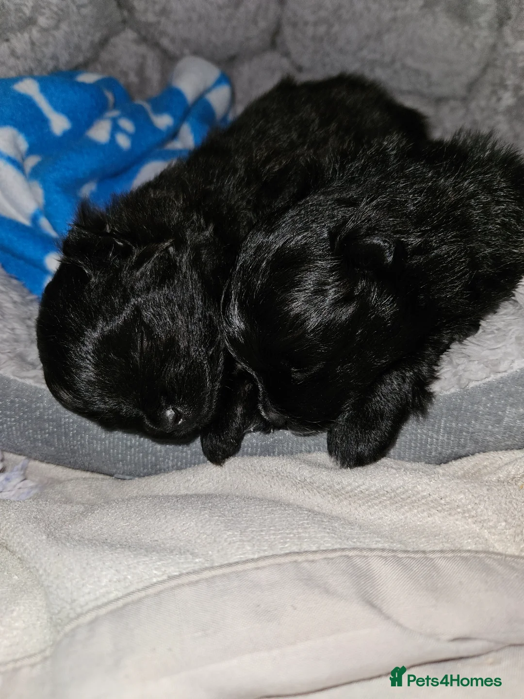 Pomeranian dogs for sale: Two pomeranian males in Stockton-on-Tees - Advert 6